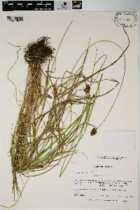 Carex harfordii image